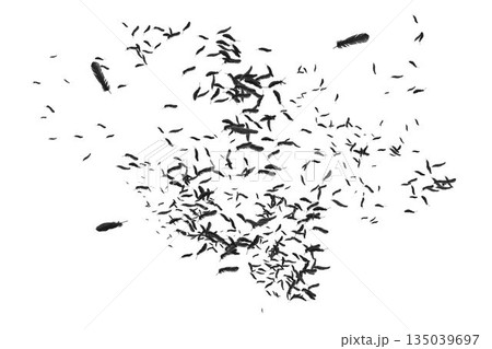 Many feathers blowing in the breeze 135039697