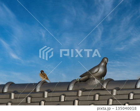 屋根に止まる雀 135040018