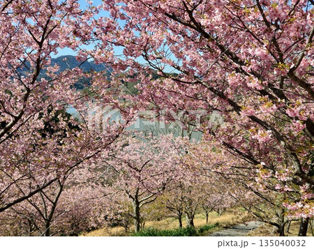 佐久間ダムに咲く満開の頼朝桜-4 佐久間ダムに咲く満開の頼朝桜-4 135040032