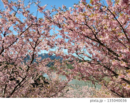 佐久間ダムに咲く満開の頼朝桜-2 135040036