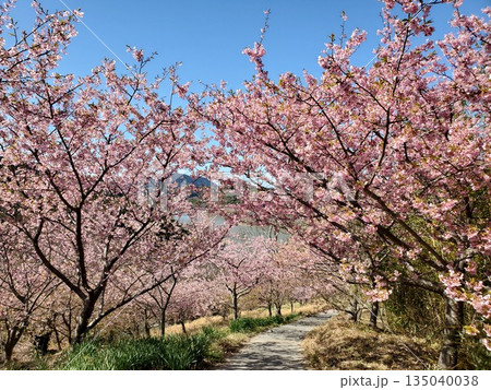 佐久間ダムに咲く満開の頼朝桜 佐久間ダムに咲く満開の頼朝桜 135040038