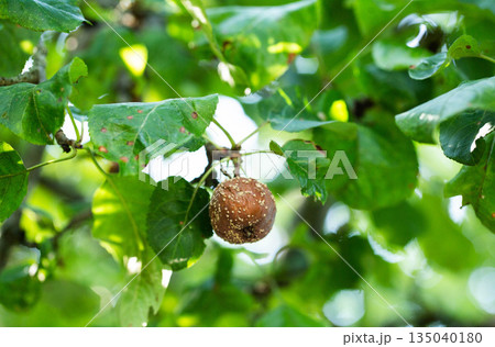 Close up view of single brown rotten fruit with visible mold hanging from tree branch amidst healthy and damaged green leaves on sunny day 135040180