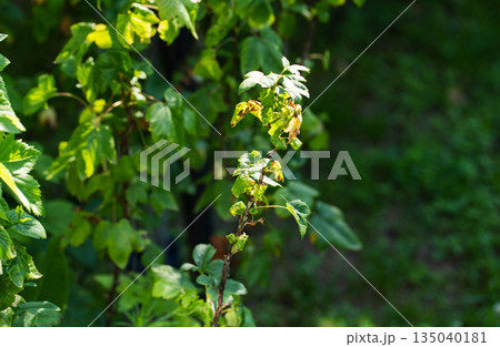 Plant leaves exhibiting signs of disease and damage on branches of shrub, health issue affecting foliage, botanical pathology in garden, adverse condition of plant 135040181