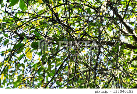 Tangled network of tree branches and foliage showcasing green leaves and yellow leaves, some displaying early signs of plant disease Tangled network of tree branches and foliage showcasing green leaves and yellow leaves, some displaying early signs of plant disease 135040182
