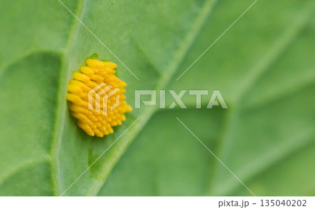 Yellow larvae on cabbage leaf of caterpillar or white butterfly pests, close-up Yellow larvae on cabbage leaf of caterpillar or white butterfly pests, close-up 135040202