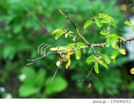 Branch of plant showing symptoms of disease with yellowing and spotted leaves, indicating poor health or environmental stress, detail view 135040252