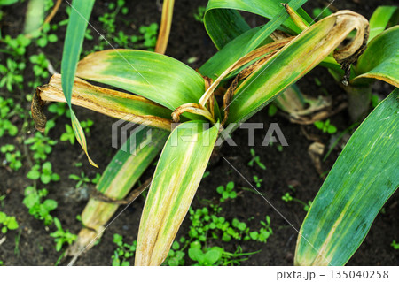 Plant leaves show signs of disease or stress, exhibiting yellowing and browning on green foliage, agriculture crop damage consequence 135040258