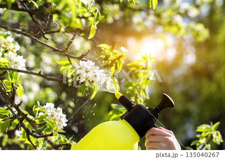 Treating apple tree blossoms for fruit yield and protection from pests and diseases. Copper sulfate treatment, solar Treating apple tree blossoms for fruit yield and protection from pests and diseases. Copper sulfate treatment, solar 135040267