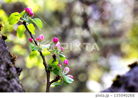 Pink flower buds and green leaves of tree branch with water droplets, vibrant springtime growth, nature detail outdoors, fresh foliage after rain 135040268