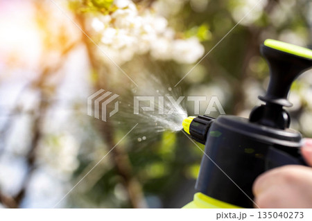 Treating cherry blossoms in spring with ammonia to prevent diseases and pests, close-up Treating cherry blossoms in spring with ammonia to prevent diseases and pests, close-up 135040273
