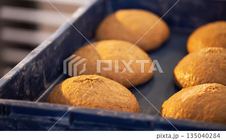 Raw dough portions proofing in blue plastic container before baking process, showing readiness for artisan bread production in commercial bakery setting with warm ambient light Raw dough portions proofing in blue plastic container before baking process, showing readiness for artisan bread production in commercial bakery setting with warm ambient light 135040284
