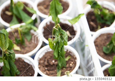 Frozen seedlings in cups for planting pepper plants. Frosts in spring, close-up Frozen seedlings in cups for planting pepper plants. Frosts in spring, close-up 135040312
