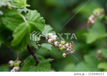 Currant berries frozen by frost on the bush in spring. Spring frost, close-up 135040317