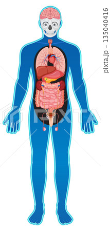 Human Body Diagram with Internal Organs and Brain Human Body Diagram with Internal Organs and Brain 135040416