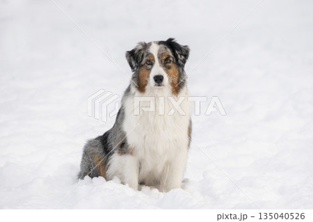 A beautiful tri-color Aussie dog sits calmly on a field of deep white snow. The pet looks directly at the camera against a soft blurred winter background. A beautiful tri-color Aussie dog sits calmly on a field of deep white snow. The pet looks directly at the camera against a soft blurred winter background. 135040526