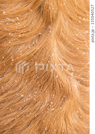 Extreme close-up of ginger dog hair covered with small white snowflakes. Detailed texture of golden retriever coat during winter walk. 135040527