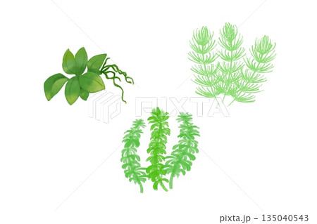 アクアリウム初心者向け水草3選 135040543