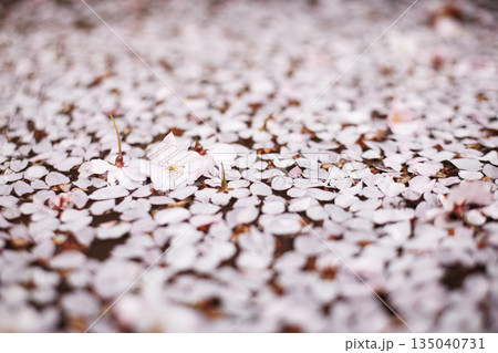 Fallen cherry blossoms creating delicate carpet in petrin gardens prague in March 135040731