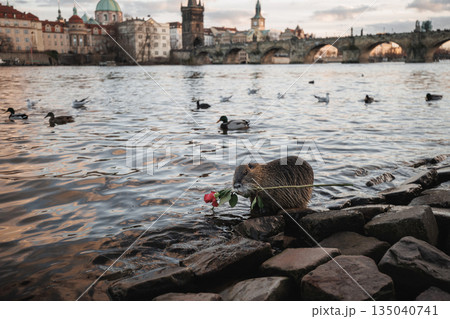 Nutria holding a rose, Charles Bridge close the vltava river in Prague Nutria holding a rose, Charles Bridge close the vltava river in Prague 135040741