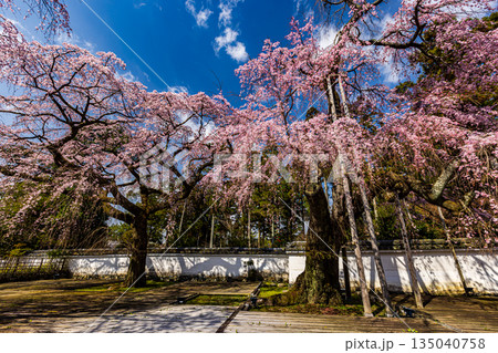 京都　醍醐寺の満開のシダレザクラ 135040758