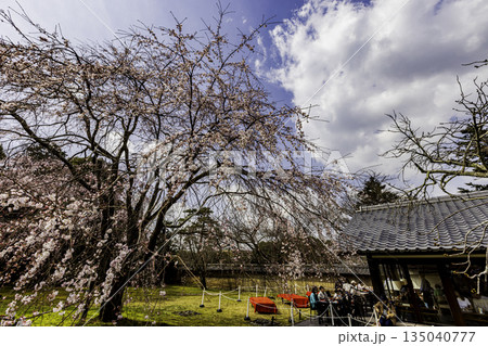 京都　醍醐寺の満開のシダレザクラ 135040777