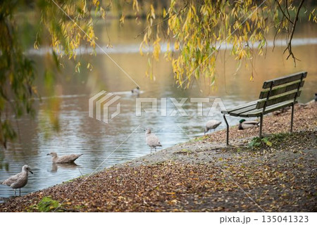 Empty bench by seagulls at lake 135041323