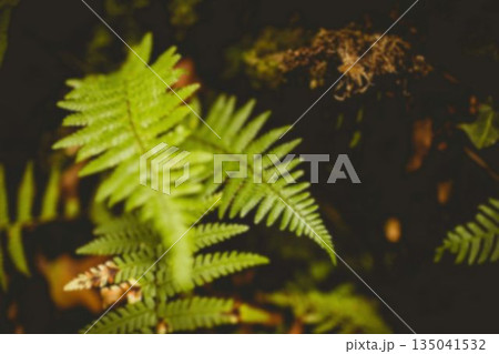 Close-up of ferns growing outdoors Close-up of ferns growing outdoors 135041532