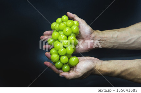 green Shine Muscat grapes held by healthy male hands against a dark background, perfect for showcasing vitamin-rich healthy food green Shine Muscat grapes held by healthy male hands against a dark background, perfect for showcasing vitamin-rich healthy food 135041685