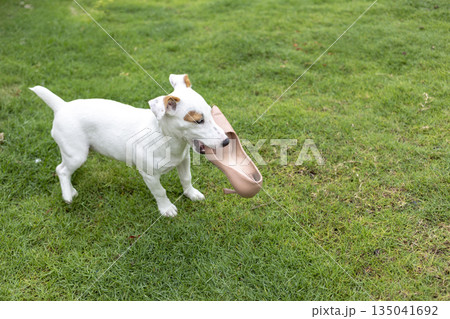 White Jack Russell Terrier Dog Holding Woman's High Heel Shoe on Green Lawn - Naughty Puppy Chewing, Bad Behavior, Pet Training Problem 135041692
