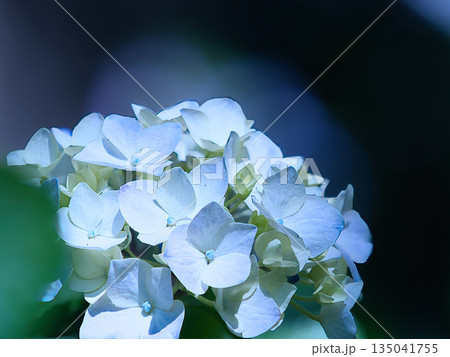 日に輝く紫陽花 135041755