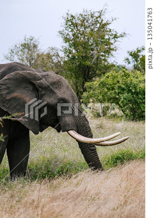 African elephant with large tusks grazing on tall dry grass in natural habitat 135041763