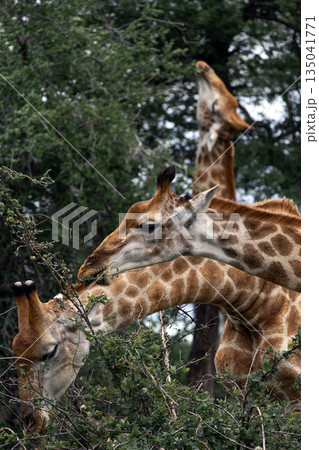 Herd of giraffe eating leaves from a tree in natural habitat. African wildlife 135041771