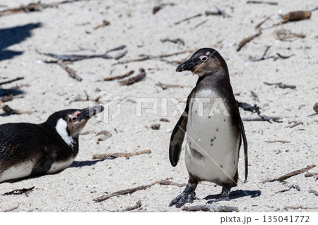 Two african penguins on sandy beach, one standing and one lying down looking up Two african penguins on sandy beach, one standing and one lying down looking up 135041772