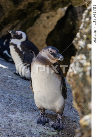 Spectacled penguin standing on rock. African penguin in its natural habitat Spectacled penguin standing on rock. African penguin in its natural habitat 135041781