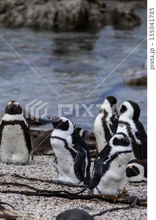 Group of spectacled penguins on a rocky beach near the water in South Africa 135041785