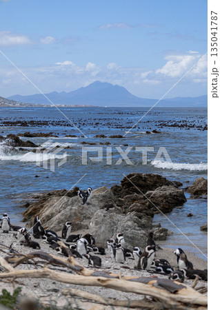 Cape penguin colony with numerous penguins gathered on a rocky beach near ocean 135041787