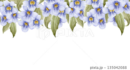 Summer violet vine flowers watercolor seamless border isolated on white. Garden pastel purple blooming creeper plant with leaves for floral designs. Exotic Thunbergia repeat upper banner Summer violet vine flowers watercolor seamless border isolated on white. Garden pastel purple blooming creeper plant with leaves for floral designs. Exotic Thunbergia repeat upper banner 135042088
