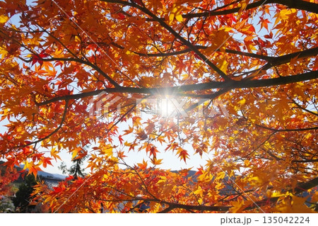 紅葉したモミジの隙間から差し込む太陽 紅葉したモミジの隙間から差し込む太陽 135042224