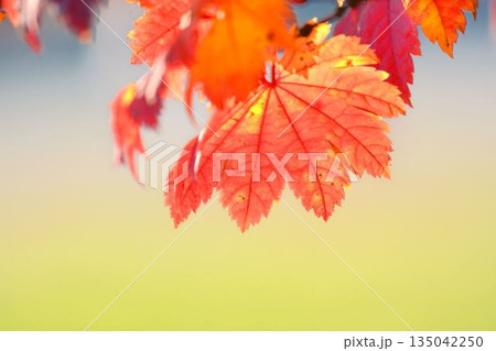 イタヤカエデの紅葉 135042250