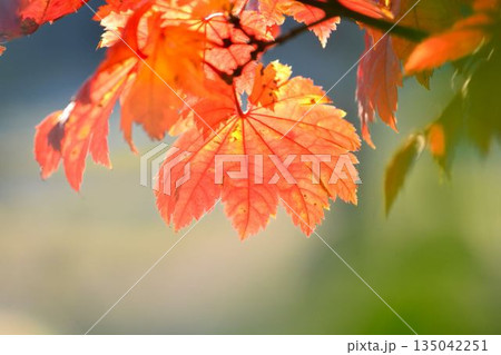 イタヤカエデの紅葉 135042251