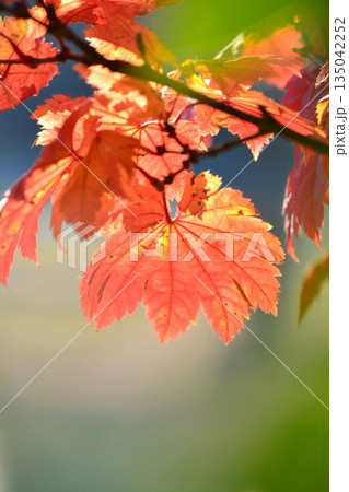 イタヤカエデの紅葉 135042252