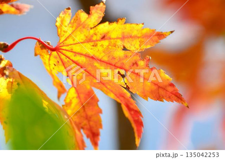 イタヤカエデの紅葉 135042253