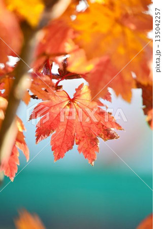 イタヤカエデの紅葉 135042257