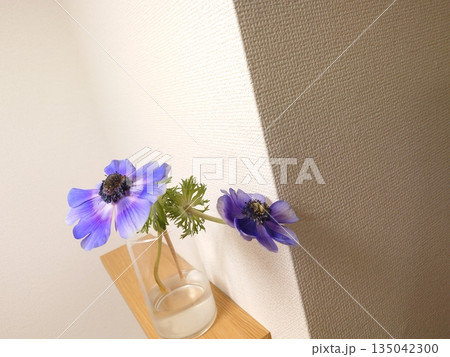 紫の花たち 紫の花たち 135042300