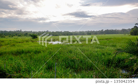 Vast Green Grassland and Wetland under Cloudy Sky Vast Green Grassland and Wetland under Cloudy Sky 135042354