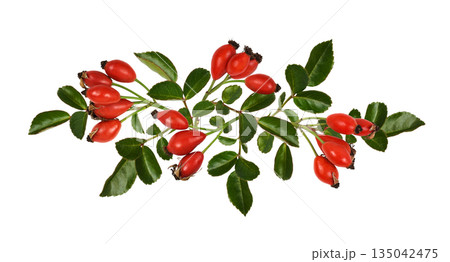 Red berries of wild rose and green leaves in a floral arrangement isolated on white background Red berries of wild rose and green leaves in a floral arrangement isolated on white background 135042475
