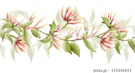 Watercolor blooming garden vine seamless border. Lush honeysuckle blossom with flowers and leaves repeat bottom banner. Pastel green, beige and pink climbing liana plant for spring nature florals 135042651