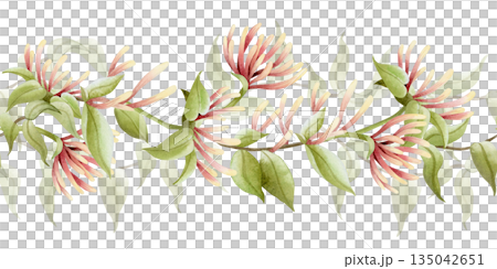 Watercolor blooming garden vine seamless border. Lush honeysuckle blossom with flowers and leaves repeat bottom banner. Pastel green, beige and pink climbing liana plant for spring nature florals 135042651