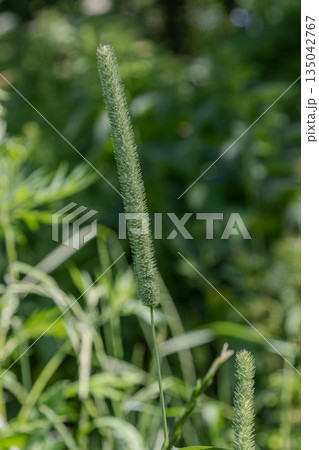 Timothy-grass grows in a field with tall green plants surrounding it during a sunny day in late spring Timothy-grass grows in a field with tall green plants surrounding it during a sunny day in late spring 135042767