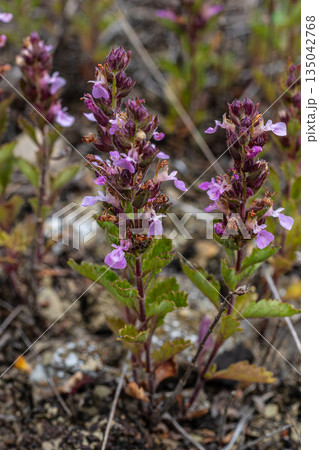Wild Germander blooms with pink flowers in a natural setting during spring showcasing its growth among dry soil and rocks 135042768